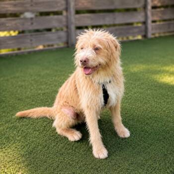 Archabald -  Spinone Italiano and Mixed Breed Dog for Adoption in Houston, Texas - Archabald | PetCurious