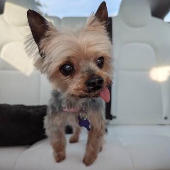 Yorkshire Terrier Dogs Available for Adoption in Atlanta, Georgia - Basil | PetCurious
