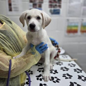 Bubbers -  Yellow Labrador Retriever and Mixed Breed Dog for Adoption in Incline Village, Nevada - Bubbers | PetCurious