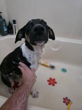 Jax -  Cattle Dog Dog for Adoption in Anna, Texas - Jax | PetCurious