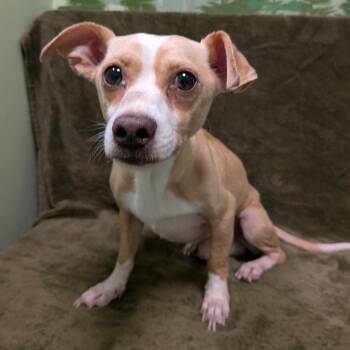 Straggler -  Chihuahua Dog for Adoption in Logan, Utah - Straggler | PetCurious