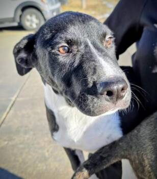 Dancer -  Labrador Retriever and Mixed Breed Dog for Adoption in Beatrice, Nebraska - Dancer | PetCurious