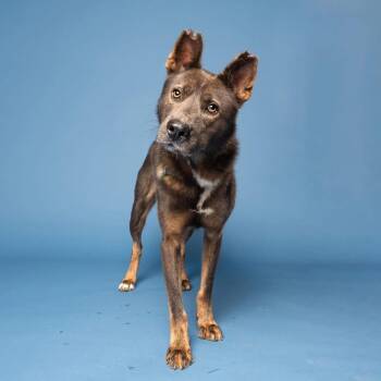 Rescue Mixed Breed and German Shepherd Dog Dogs for Adoption in Atlanta, Georgia - Handsome | PetCurious