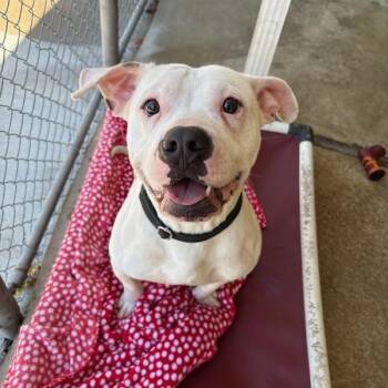 Hitch -  Pit Bull Terrier Dog for Adoption in White Oak, Pennsylvania - Hitch | PetCurious