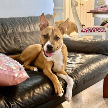 MISSY -  Carolina Dog Dog for Adoption in Southaven, Mississippi - MISSY | PetCurious