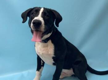 Verdugo -  Great Dane and Mixed Breed Dog for Adoption in Golden Valley, Minnesota - Verdugo | PetCurious