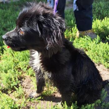 Spaniel and Chihuahua Dogs Available for Adoption in Austin, Texas - Katrina | PetCurious