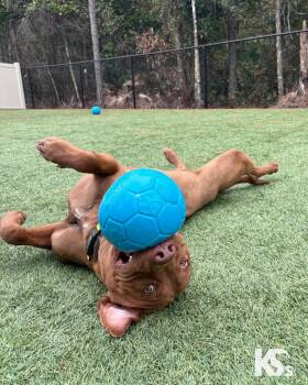 Rescue Chocolate Labrador Retriever and Chesapeake Bay Retriever Dogs for Adoption - Espresso | PetCurious