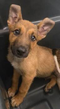 Shrek -  Shepherd and Mixed Breed Dog for Adoption in Fresno, California - Shrek | PetCurious