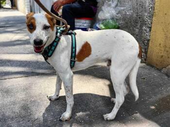 ERICK -  Jack Russell Terrier and Chihuahua Dog for Adoption in Langley Township, British Columbia - ERICK | PetCurious