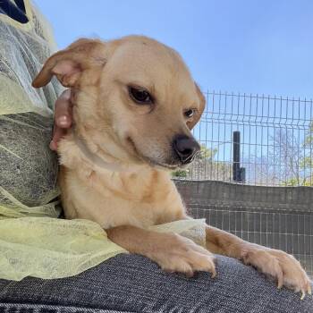 Chihuahua Dogs Available for Adoption in Hawthorne, California - Jellybean | PetCurious