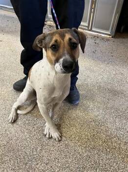 A1913757 -  Australian Cattle Dog Blue Heeler and Mixed Breed Dog Available for Adoption in Blythe, California - A1913757 | PetCurious