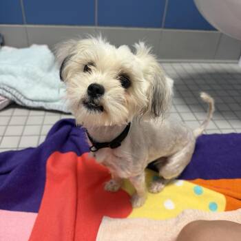 Stickers -  Mixed Breed Dog for Adoption in Houston, Texas - Stickers | PetCurious