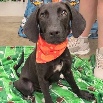 Waverly -  Black Labrador Retriever Dog for Adoption in Woolwich, Maine - Waverly | PetCurious