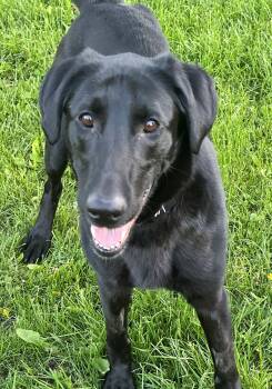 Labrador Retriever Dogs Available for Adoption in Lisbon, Iowa - Skie | PetCurious