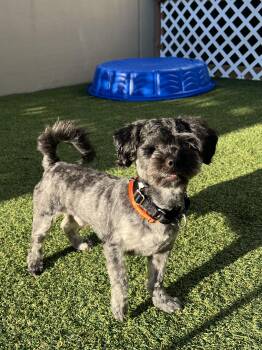 Alder -  Shih Tzu Dog for Adoption in Seattle, Washington - Alder | PetCurious