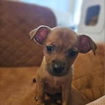 Terrier Dogs Available for Adoption - Lori | PetCurious