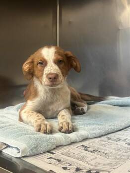 ALADDIN -  Mixed Breed Dog for Adoption in Dallas, Texas - ALADDIN | PetCurious
