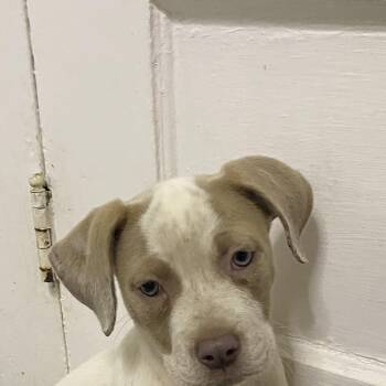 Cassie -  Labrador Retriever Dog for Adoption in Carmel Hamlet, New York - Cassie | PetCurious