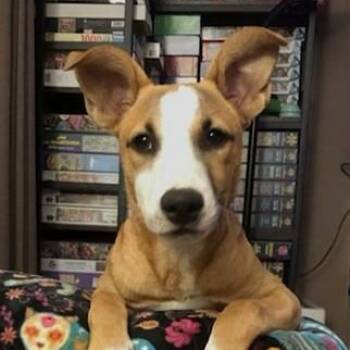 Rescue German Shepherd Dog Dogs for Adoption in Fremont, California - Bell | PetCurious