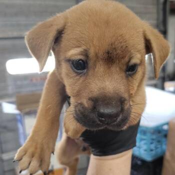 Ronald -  Black Mouth Cur and Chow Chow Dog for Adoption in Beulaville, North Carolina - Ronald | PetCurious