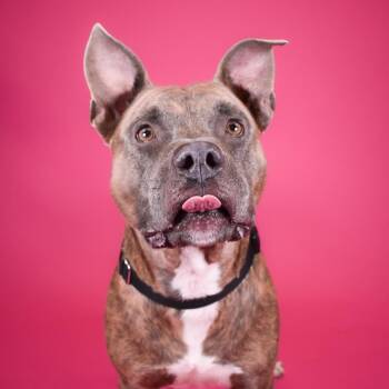 Rocky -  Mixed Breed Dog for Adoption in West Palm Beach, Florida - Rocky | PetCurious