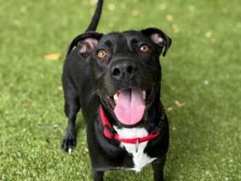 Oreo McFlurry -  Terrier and Mixed Breed Dog for Adoption in Gainesville, Florida - Oreo McFlurry | PetCurious
