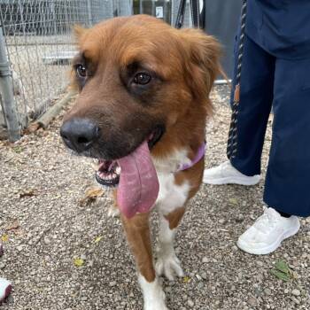 Ramone -  Border Collie and Mixed Breed Dog for Adoption in Madison, Wisconsin - Ramone | PetCurious