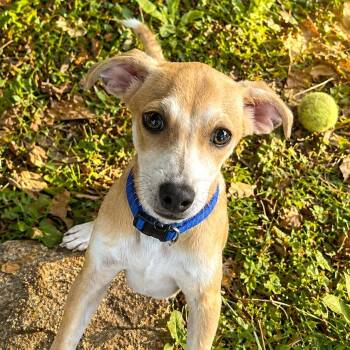 Chihuahua and Mixed Breed Dogs Available for Adoption in Boerne, Texas - Zot | PetCurious