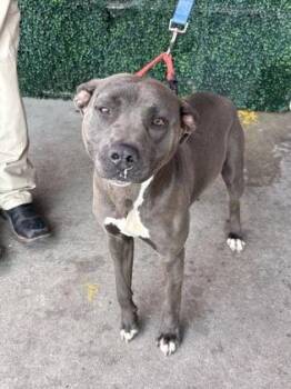 Pit Bull Terrier and Mixed Breed Dogs Available for Adoption in El Paso, Texas - 60916578 | PetCurious