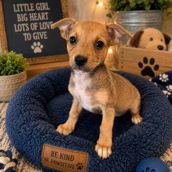 Bo -  Chihuahua Dog for Adoption in Sacramento, California - Bo | PetCurious