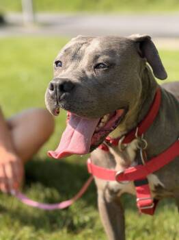 Sophia -  Pit Bull Terrier Dog for Adoption in Carmel Hamlet, New York - Sophia | PetCurious