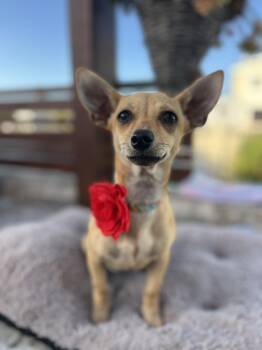 Chihuahua Dogs Available for Adoption - Charlotte  | PetCurious