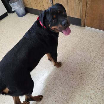 Rottweiler Dogs Available for Adoption in Breese, Illinois - Brick | PetCurious