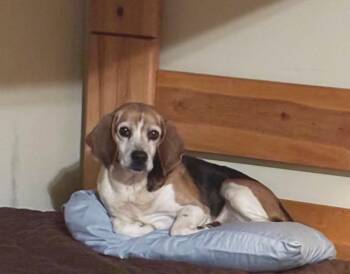 Beagle Dogs Available for Adoption - Shorty-Beagle Boy | PetCurious