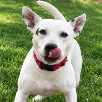 Elayne* Avail on 9/26 at Biddeford PetSmart* -  Mixed Breed Dog for Adoption in Kennebunk, Maine - Elayne* Avail On 9/26 At Biddeford PetSmart* | PetCurious