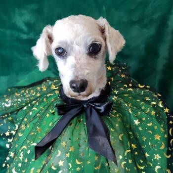 Ultra Soft -  Poodle Dog for Adoption in Greensboro, North Carolina - Ultra Soft | PetCurious