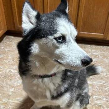 Blue -  Siberian Husky Dog for Adoption in Newark, New Jersey - Blue | PetCurious