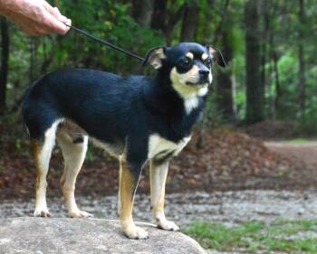 Cody -  Chihuahua and Terrier Dog for Adoption in Willingboro, New Jersey - Cody | PetCurious