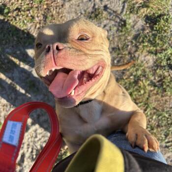 English Bulldog Dogs Available for Adoption - Flutter | PetCurious