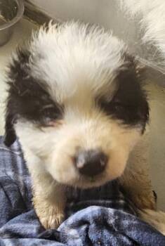 Dottie -  Great Pyrenees and Mixed Breed Dog for Adoption in Edgewood, New Mexico - Dottie | PetCurious