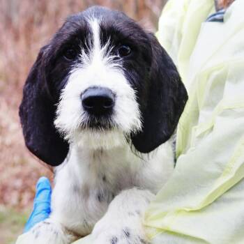 Coonhound and Golden Retriever Dogs Available for Adoption in Eastford, Connecticut - CT Elmer Fudd | PetCurious