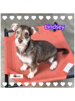 Rescue Schnauzer Dogs for Adoption in Hollywood, Florida - Lindsey | PetCurious