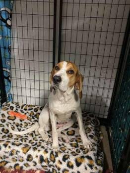 Treeing Walker Coonhound and Mixed Breed Dogs Available for Adoption in Fergus Falls, Minnesota - Izzy | PetCurious