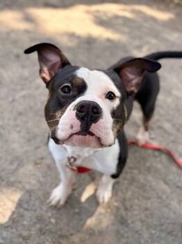 Mixed Breed Dogs Available for Adoption in Fairfax, Virginia - Friar | PetCurious