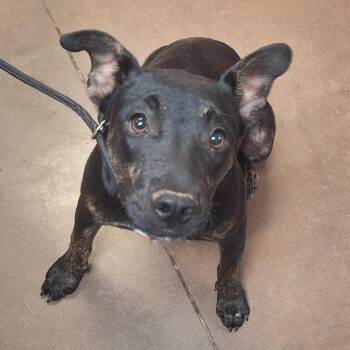 Anchovy -  Mixed Breed Dog for Adoption in Flagstaff, Arizona - Anchovy | PetCurious