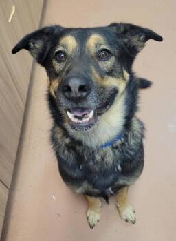 Zeke -  Shepherd Dog for Adoption in Kennewick, Washington - Zeke | PetCurious