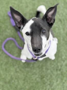Border Collie Dogs Available for Adoption - *Penelope* | PetCurious