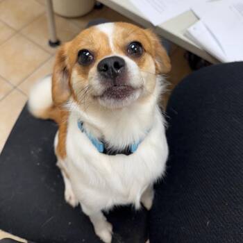 Oregano -  Pug and Mixed Breed Dog for Adoption in Pekin, Illinois - Oregano | PetCurious