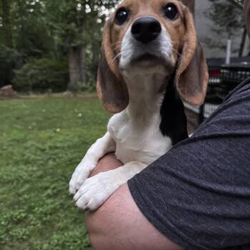 Abby -  Beagle Dog for Adoption in Wilkesboro, North Carolina - Abby | PetCurious